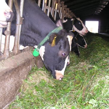 Computerized cattle feeding