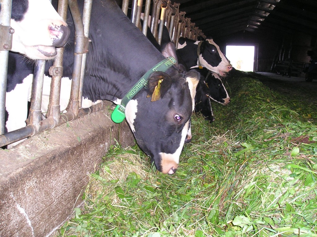 Scopri i nostri prodotti per l'alimentazione computerizzata per bovini